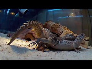 MATING MADAGASCAR SPINY TAILED IGUANAS......EeeGadsss...Lizard Penis