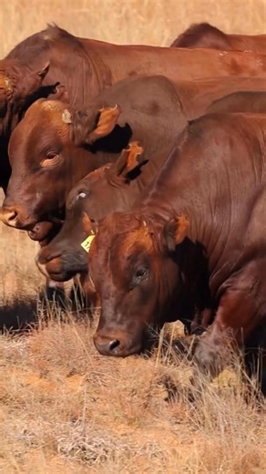 #fromthesoilup | Hanzyl Bonsmara bulls that work as hard as the land they graze. Veld-raised under high stocking densities, these Bonsmaras drive fertility, resilience, and profitability - from the soil up. • • • #bonsmara #hanzylbonsmaras #veldraised #rooiras #fertile #soilbuilders #bonsmarabulls #bonsmarabreeders #cattlefarm #regenerativefarming #regenagriculture #beesboer #southafricanfarmers | MediaBoer