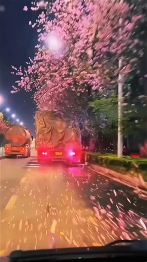 🇨🇳 街头浪漫一幕：落英缤纷，车辆在粉色花雨中穿行 🇬🇧 Romantic Street View: Driving Through a Shower of Pink Blossoms