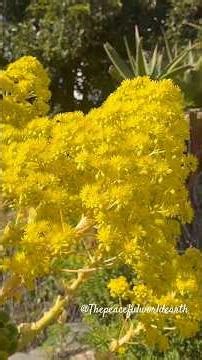 Peaceful Nature | Beautiful Garden Scenery #thepeacefulworldearth #thepeacefulearthshorts #shorts