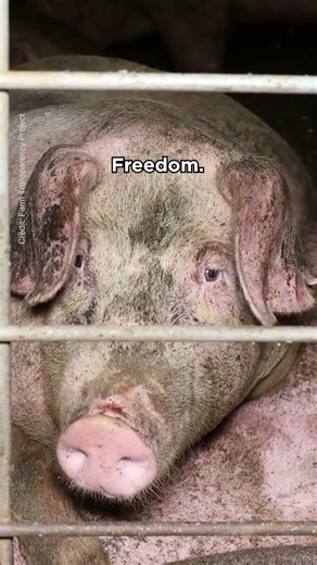 The Cost of Christmas: Animals Pay With Their Lives