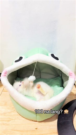 Choosing the Best Dog Bed for Your Pet