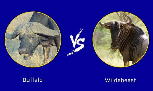 Buffalo vs. Wildebeest: What Are The 5 Major Differences?