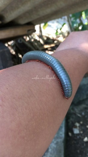 OMG! Silver Red legs Millipede😱😱 #millipede #millipedesoftiktok #silvermillipede #giantmillipede #anekamillipede