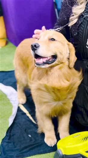 Acuity | Scheduling Software on Instagram: "Acuity Live at the 150th Westminster Kennel Club Dog Show, where timing, preparation, and routine are everything. We got to hang around the Westminster Dog Show, soak up all the behind-the-scenes moments, and see just how much real routines go into those “wow” moments. From grooming prep to the little details that make everything feel effortless (even when it’s definitely not). Also: the coats? The confidence? The focus? Iconic. Watch the full segment