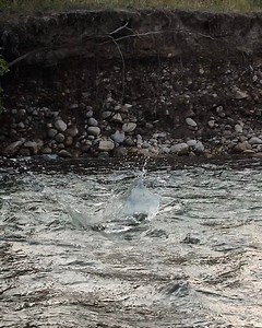 873K views · 5K reactions | I never get tired of this clip from Gilbert Rowley. | Orvis Fly Fishing | Facebook