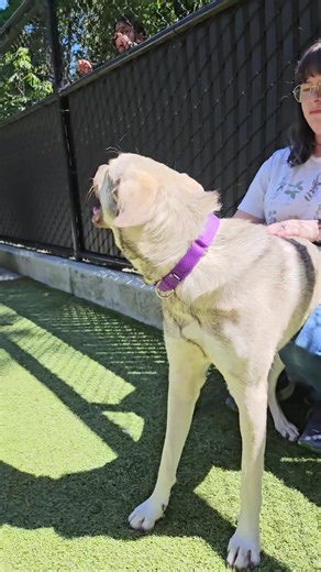 17K views · 670 reactions | Daisy Duck had a good day soaking up all that sun and attention on Monday, and this beautiful girl sure needed it. She's been with us for over a year now and just can't seem to find the right family fit. It takes her a while to settle in, but clearly she can find her chill eventually - we just hope it's somewhere else soon. Maybe this could be Daisy Duck's day! | Seattle Humane | Facebook