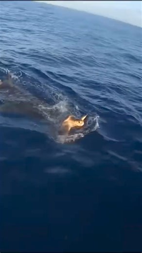 The turtle was rescued and a thank you gift was given#foryou #tiktok #fyp #animals #love | Rescue Turtles