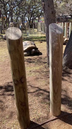 Angela (@txgirlangela)’s videos with Don't Worry Be Happy (Originally Performed by Bobby Mcferrin) [Karaoke Instrumental Version] - Hit The Button Karaoke