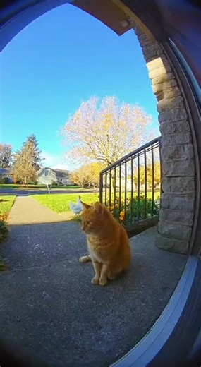 ov ring doorbell camera catch a chilling moment of a orange cat sitting peacefully outside | Alisha