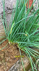 Discover the Joy of Growing Green Onions at Home. #GreenOnions #HomeGardening #EasyPlanting #FreshProduce #GardenTips | Doraya Jennings