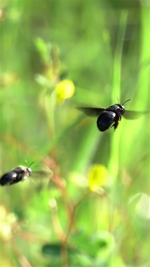 Carpenter Bee with it's partner #120fps #insects #carpenterbees #insectslovers