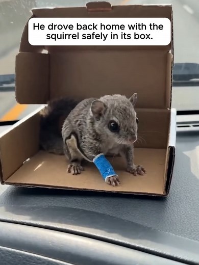 Tiny flying squirrel rescued after shattering leg on windshield