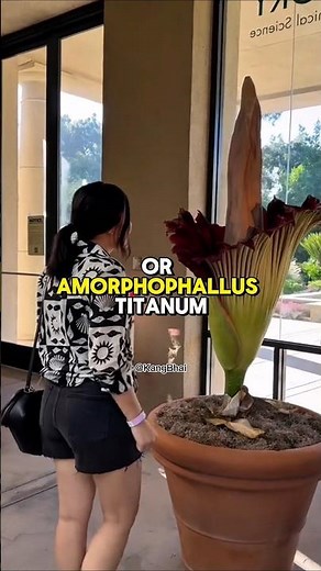 The World’s Largest and Smelliest Flower #uniquefacts #shorts