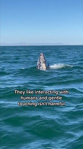 21K views · 172 reactions | Gray whale watching with Nautilus...