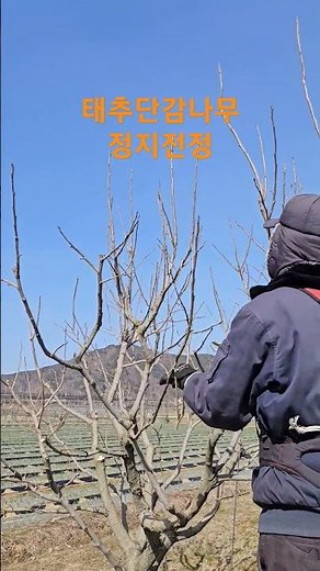 태추단감나무 정지전정~