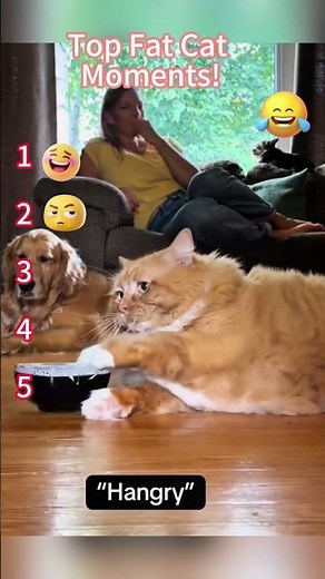 Top Fat Cat Moments!#funnyvideo #Funny Moments#Fails Compilation😜