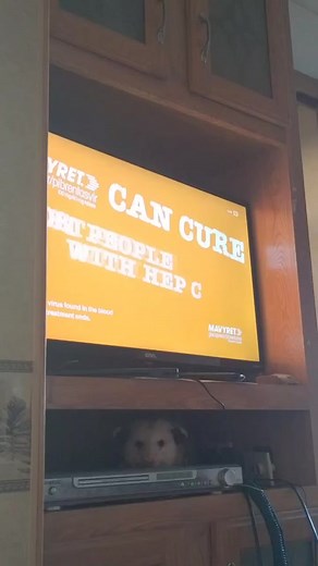 #pearl #gigio #pearl_the_possum #wildliferehab #stalker #creeper #creep #watch #watcher #whatspoppin @La mamaluca @Oscar pettway