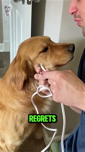 Dogs confess their crimes without being asked 😭🐶 #guiltydogs #dogs #shorts