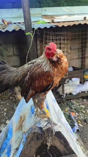 hyena henny x hatch #fypシ゚viral #manok #manokpanabong #fypyoutube