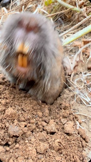 The Daily James | DID YOU KNOW?? Pocket gophers dig tunnels underground which they use to travel and live. In doing so, they are aerating our soils, which... | Instagram