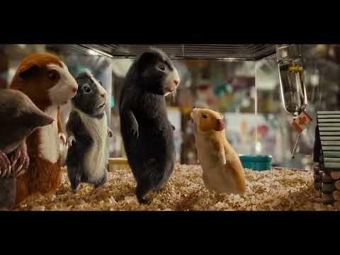 G-Force - the pet store