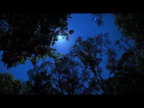 Crickets & Owl Under the Starry Night | Whispering Wind in the Trees for Deep Sleep & Relaxation