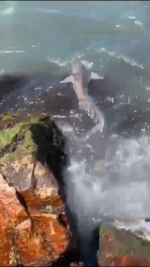 TIBURON EN EL TORREON | Anzuelo Loco