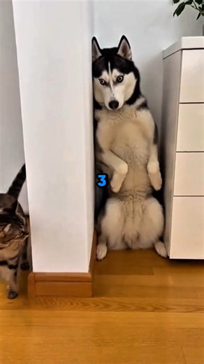 Never Leave Your Dog Alone With a Cat 🐶🐱😂 #shorts #dog