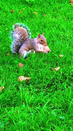 🎵🎶Squirrel Chooses One Walnut Out of Two. #squirrel #cute #animals