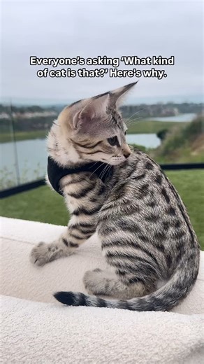 SAVCATS | 🐆 Top 10 Wild Facts About Savannah Cats 1. They’re Part Wildcat Savannah cats are a hybrid of a domestic cat and the African serval. Their... | Instagram