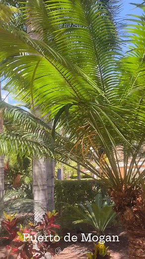 Step inside Mogán for a moment… From the quiet gardens of Cordial Mogán Playa, to the blue-sky views by Cordial Mogán Valle, and finally the little hidden alleys behind the port — this is the Mogán many of us carry in our hearts. If you’ve been here, you’ll know the feeling. And if you haven’t yet… it’s waiting for you. 🌿🌞💛 #puertodemogan #cordialmoganplaya #cordialmoganvalle #lovemogan | Puerto de Mogan