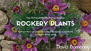 30 reactions | Planting a rock garden can provide a great feature for...