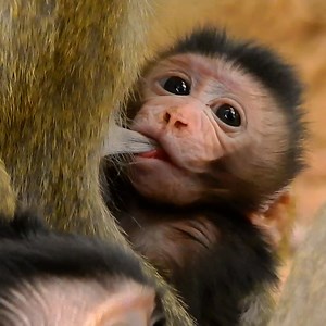 2.5K views · 63 reactions | Oldest Mom April Trying To Eat More Food To Gain More Energy To Produce Milk For Baby | Monkey Free | Facebook