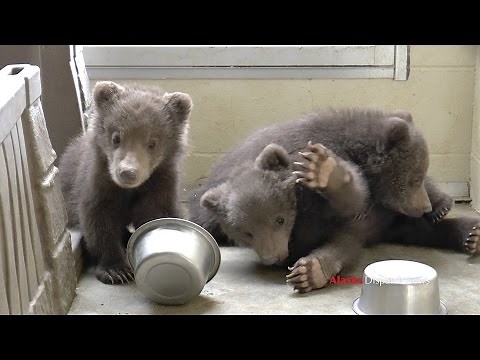 Three little brown bear cubs