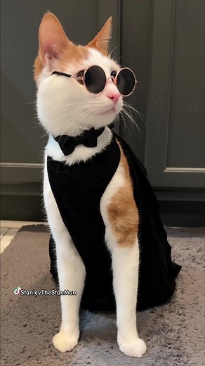 Ah Barbie #catsoftiktok