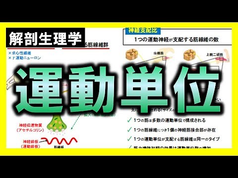 【解剖生理学】運動単位
