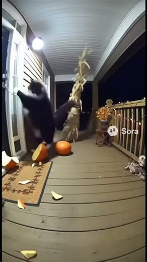 🎃 New Breed Alert?! The Halloween Tuxedo Cat Appears! 😱 ハロウィンのタキシード猫!? 🐾 हेलोवीन की बिल्ली आई है!