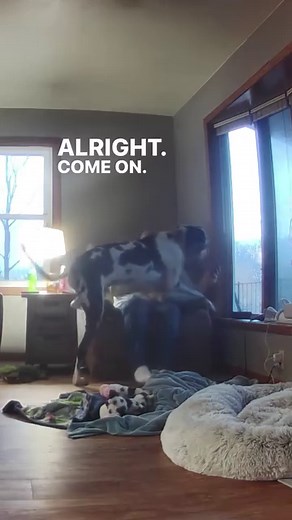 All dogs are lap dogs !!! #lapdog #bigdoglife #cuddles | Larry_the_great_dane