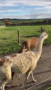 80K views · 13K reactions | The llamas are on the move as the farm gets ready for winter in farmer Richards daily update! | Hall Hill Farm | Facebook