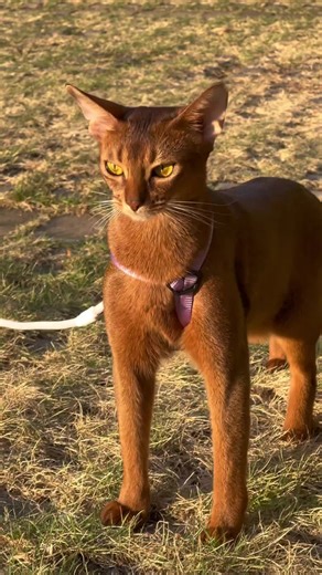 Exploring the Abyssinian Cat Breed Characteristics