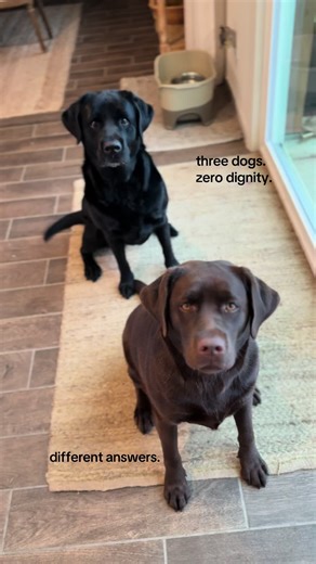 The Reality of Lab Life with Dogs