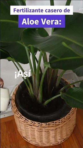 Homemade Aloe Vera Fertilizer Nourish your plants naturally