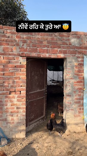 72K views · 4.5K reactions | Follow. . . . #hen #farm #farming #punjab #like #follow #poultry #poultryofinstagram #egg #eggs #new #daily #work #hardwork #info #knowledge #motivation #edit #youtube #instagood #viralvideos #viral #reels #jattlife #maruti #short #fun #struggle #happy | Gurpreetsidhuvlogs | Facebook