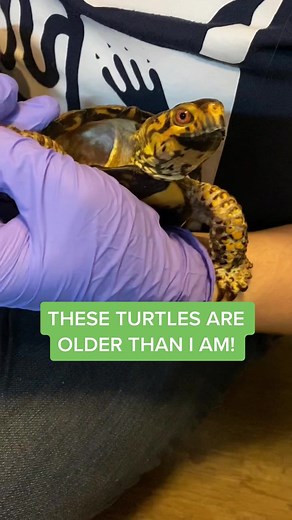 #reptile #reptilerescue #reptiles #turtle #turtles #boxturtles #easternboxturtle