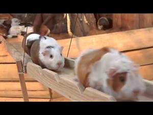 There's video of guinea pigs happily crossing a guinea pig bridge, and now there's also a song about it