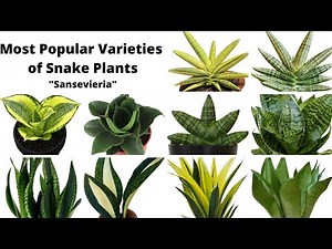 41 Types of Snake Plants with Names || Most Popular Varieties of Snake Plants||SansevieriaVarieties
