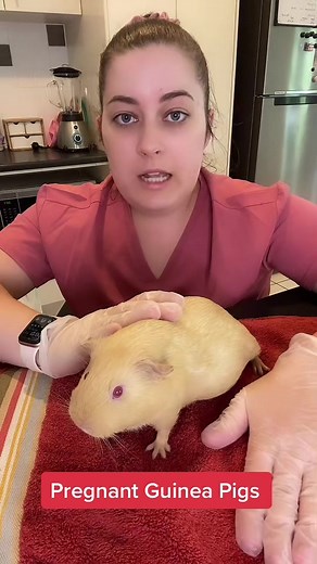 Understanding Pregnancy in Guinea Pigs