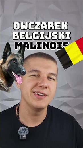 3 rasy psów które przerastają 90% właścicieli #akita #owczarekbelgijski #malinois #owczarekkaukaski