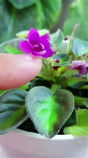 Chimera African violet Chuyito Jardinero